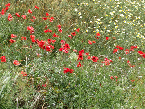 Roadside Flowers.